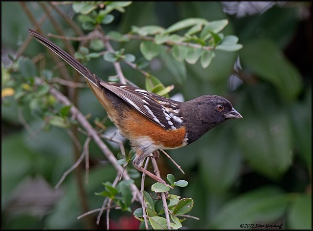 _2SB2357 spotted towhee.jpg